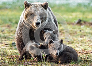 Bear cubs and mother she-bear on the swamp in the spring forest. Bear family of Brown Bears. Scientific name: Ursus arctos