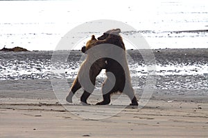 Bear cubs on the ocean beach in Alaska