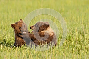 Bear Cubs Playing