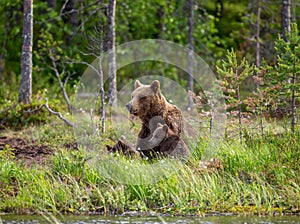 She-bear with cubs on the shore of a forest lake.