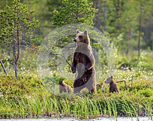 She-bear with cubs on the shore of a forest lake.