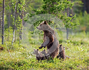 She-bear with cubs on the shore of a forest lake.