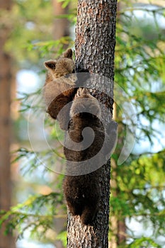 Bear cubs on tree