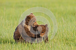 Bear Cubs img