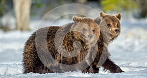 Bear cubs walking on the snow in winter forest