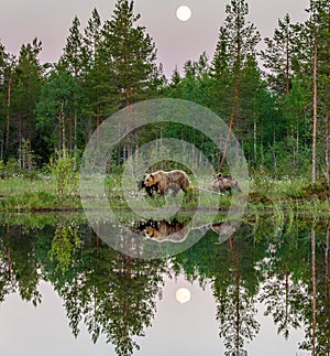 She-bear with cubs walks along the edge of a forest lake with a stunning reflection with the moon in the background. 