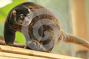 Bear cuscus