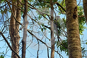 Bear Cuscus (Ailurops ursinus) in tree