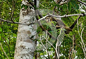 Bear Cuscus (Ailurops ursinus) in tree photo