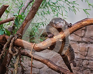 Bear Cuscus, arboreal marsupial, a diurnal, folivorous animal photo