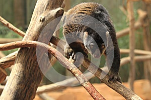 Bear cuscus