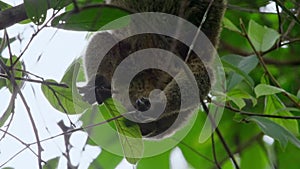 bear cuscus in wild natural habitat