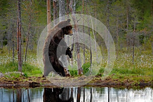 Bear with summer forest, wide angle with habitat. Beautiful brown bear walking around lake, fall colours. Big danger animal in