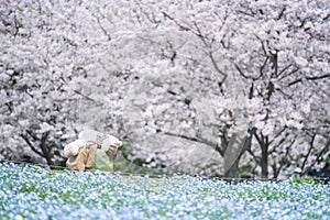 Bear doll on hill slope with cherry tree and Nemophila, Fukuoka photo