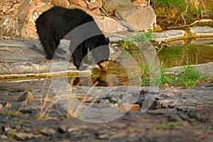 Bear drinking from water pond in rock. Wild sloth bear, Melursus ursinus, Ranthambore Park, India. Sloth bear staring directly at