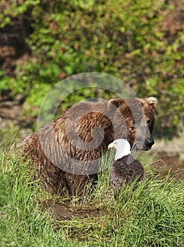 The Bear & The Eagle