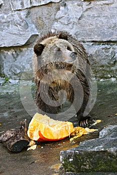 Bear Eating a Pumpkin