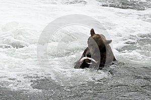 Bear eating salmon, Brooks Falls, AK