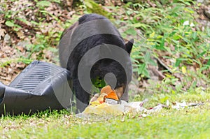 Bear eating Trash.