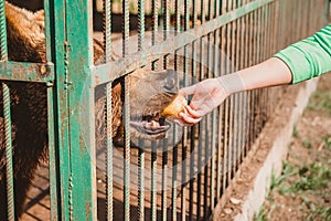 A bear eats an Apple from a man`s hand through the bars of a cage.