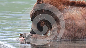 Bear eats fish