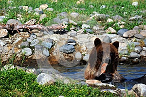 Bear Eats Salmon