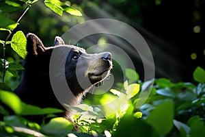 A bear emerging from a dark forest into a sunlit clearing, with the contrast between light and shadow creating a dramatic effect