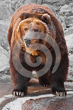 The bear is entirely, the body of the bear is powerful against the background of stones; the bear is approaching