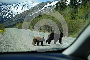 Bear family crossing the road as seen from inside of a stopped vehicle