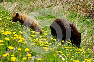Bear family of mother and cub exploring dandelion hill slope
