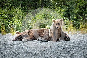 Bear Family Relaxing on a Beach