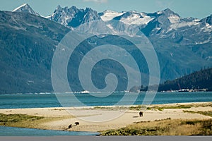 Bear family on sandy beach in Haines, Alaska photo