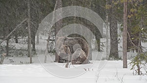 Bear family in the snowfall. She-Bear and bear cubs on the snow. Blizzard in the winter forest. Natural habitat. Brown Bear,