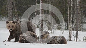 Bear family in the snowfall. She-Bear and bear cubs on the snow. Blizzard in the winter forest. Natural habitat. Brown Bear,