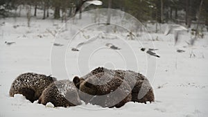 Bear family in the snowfall. She-Bear and bear cubs on the snow. Blizzard in the winter forest. Natural habitat. Brown Bear,