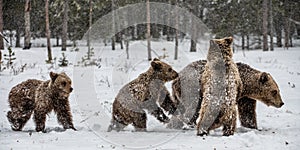 Bear family in the snowfall. She-Bear and bear cubs on the snow. Brown bears in the winter forest. Natural habitat.