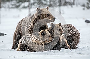 Bear family in the snowfall. She-Bear and bear cubs on the snow. Brown bears in the winter forest. Natural habitat.