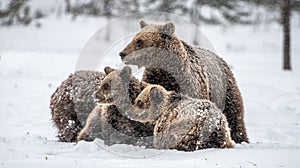 Bear family in the snowfall. She-Bear and bear cubs on the snow. Brown bears in the winter forest. Natural habitat.