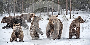 Bear family in the snowfall. She-Bear and bear cubs on the snow. Brown bears in the winter forest. Natural habitat. Scientific