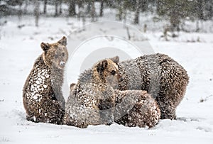 Bear family in the snowfall. She-Bear and bear cubs on the snow. Brown bears in the winter forest. Natural habitat. Scientific