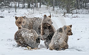 Bear family in the snowfall. She-Bear and bear cubs on the snow. Brown bears in the winter forest. Natural habitat. Scientific