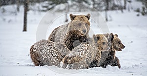 Bear family in the snowfall. She-Bear and bear cubs on the snow. Brown bears in the winter forest. Natural habitat. Scientific