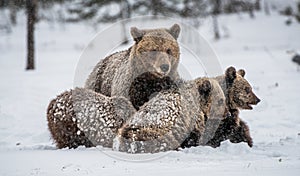 Bear family in the snowfall. She-Bear and bear cubs on the snow. Brown bears in the winter forest. Natural habitat. Scientific