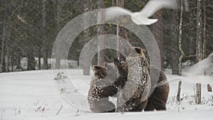 Bear family in the snowfall. She-Bear and bear cubs on the snow. Brown bears in the winter forest. Natural habitat. Scientific