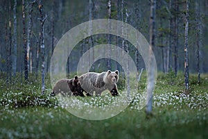 Bear family in summer cotton grass. Bear cub with mother. Beautiful animals hidden in the forest. Dangerous animals in nature fore