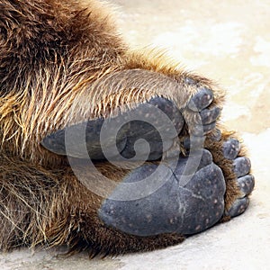 Bear feet photo