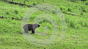 Bear in a field