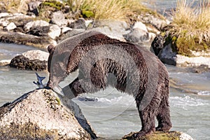 Bear fishing in Chilkoot river near Haines