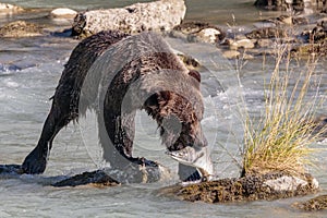 Bear fishing in Chilkoot river near Haines