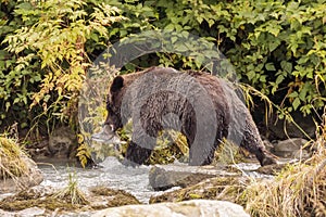 Bear fishing in Chilkoot river near Haines